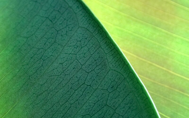 Close-up of Green Leaf — Serene, Photograph, Leaf Veins