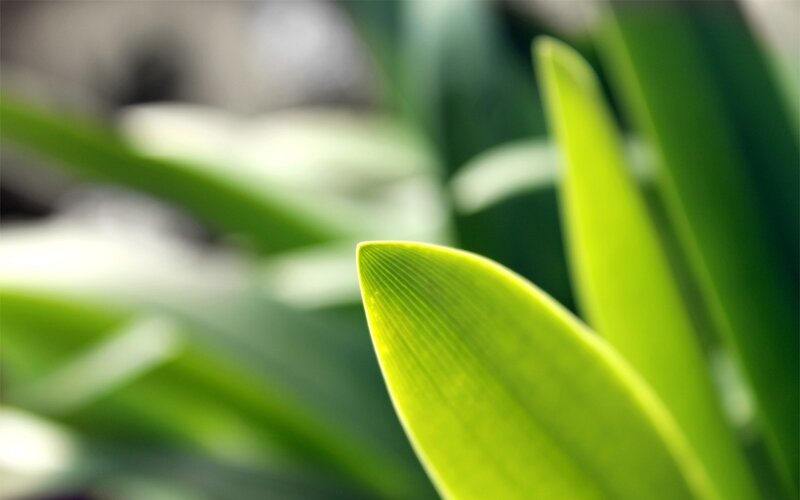Close-up of Green Leaf — Serene, Photograph, Plant