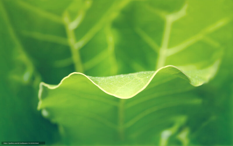Close-up of Green Leaf — Serene, Photograph, Vein, Drop