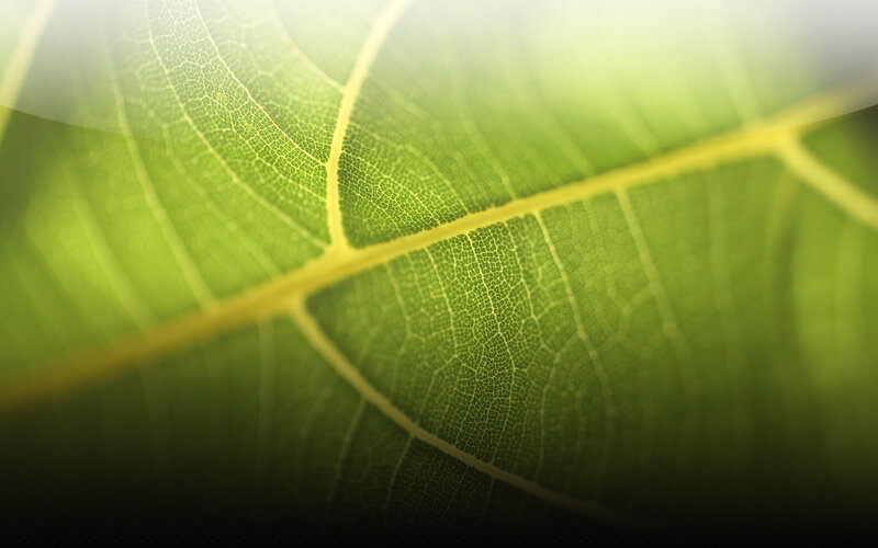 Close-up of Green Leaf — Serene, Photograph, Vein, Light