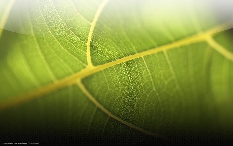 Close-up of Green Leaf — Serene, Photograph, Vein