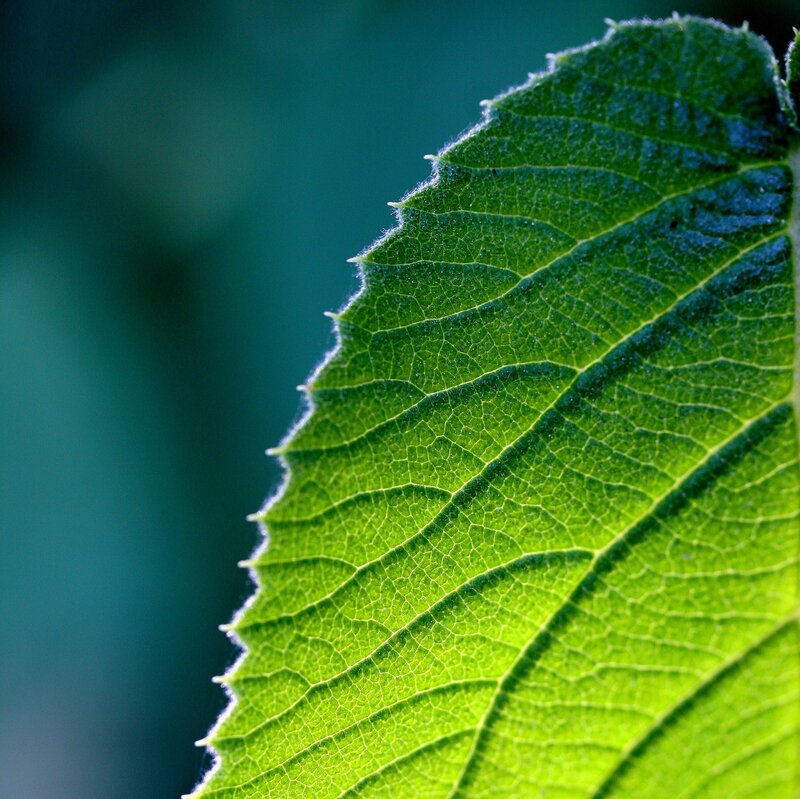 Close-up of Green Leaf — Serene, Photograph, Veins, Sunlight
