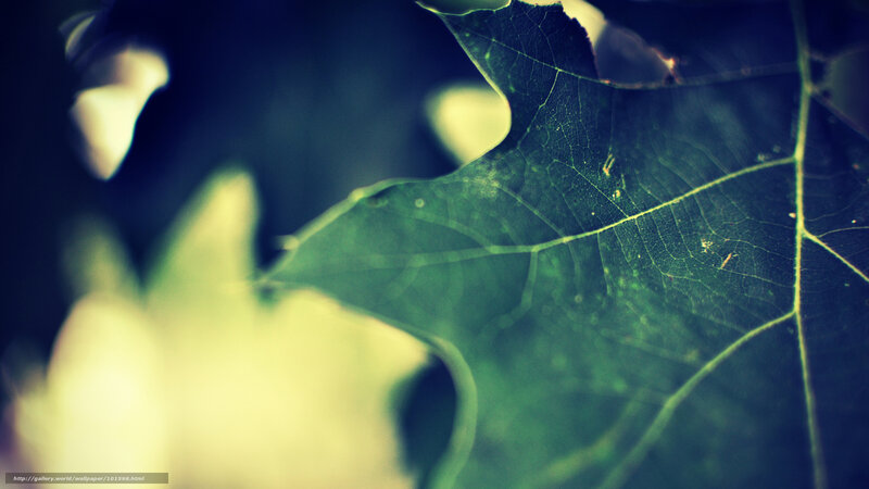 Close-up of Green Leaf — Serene, Photograph, Veins