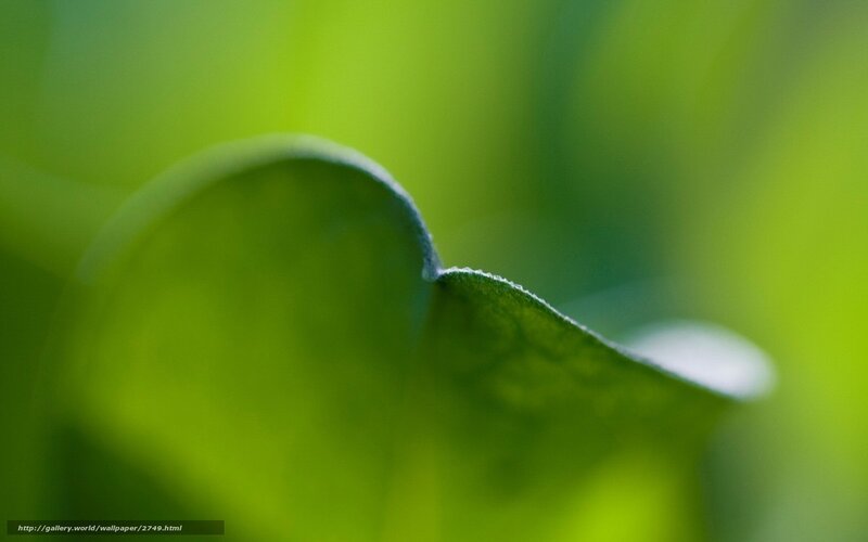 Close-up of Green Leaf — Serene