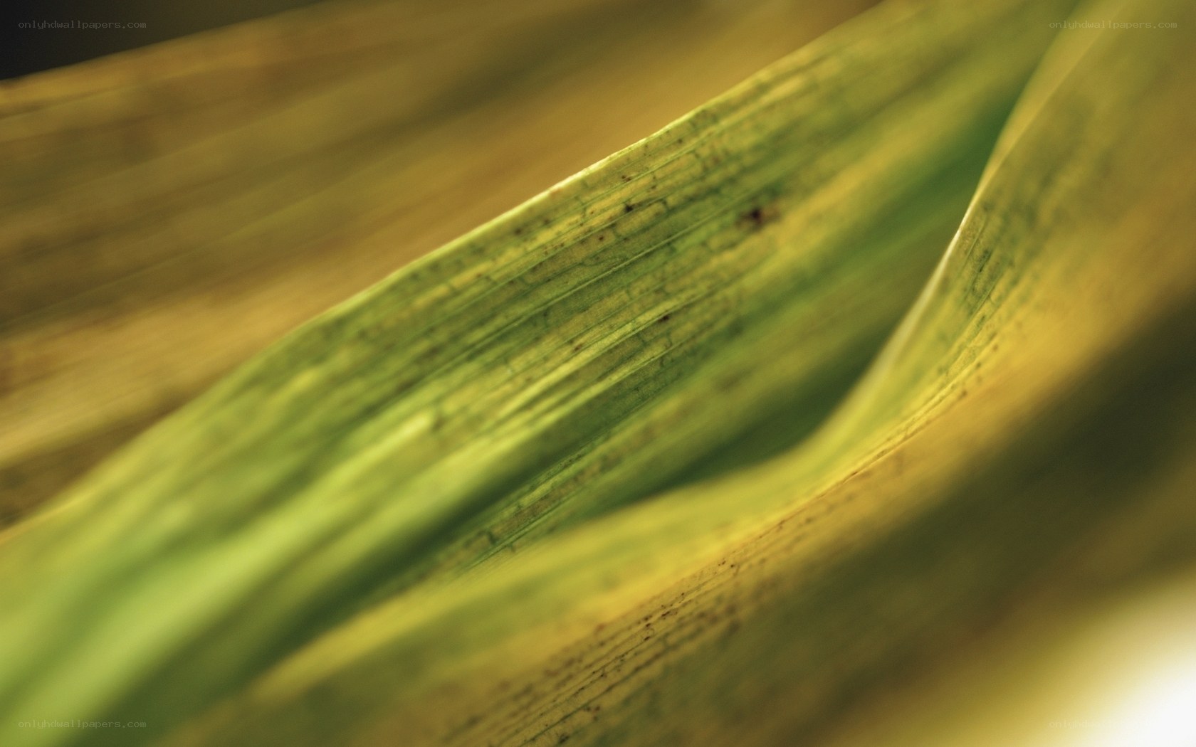 Close-up of green leaf texture
