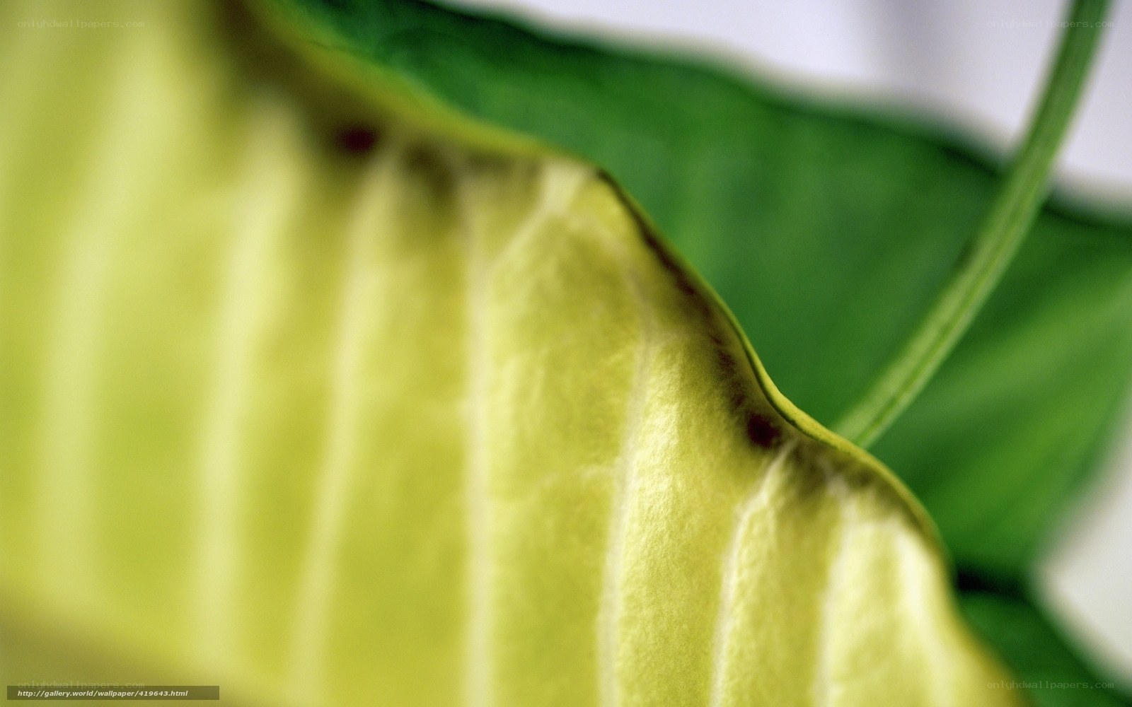 close-up of green leaf texture