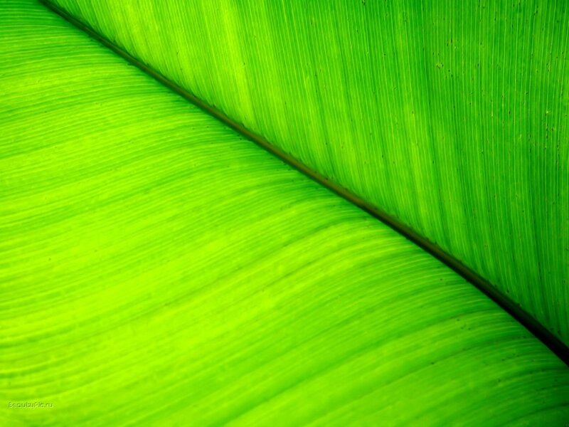 Close-up of green leaf texture
