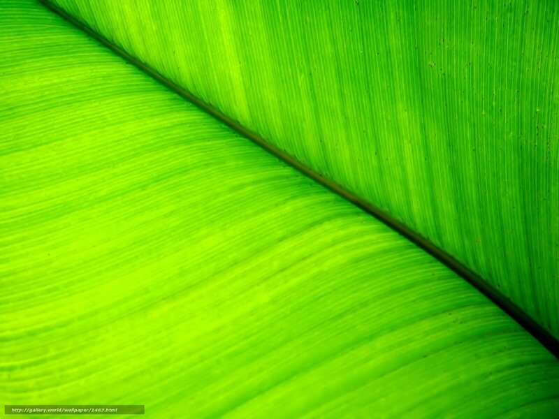 Close-up of green leaf texture