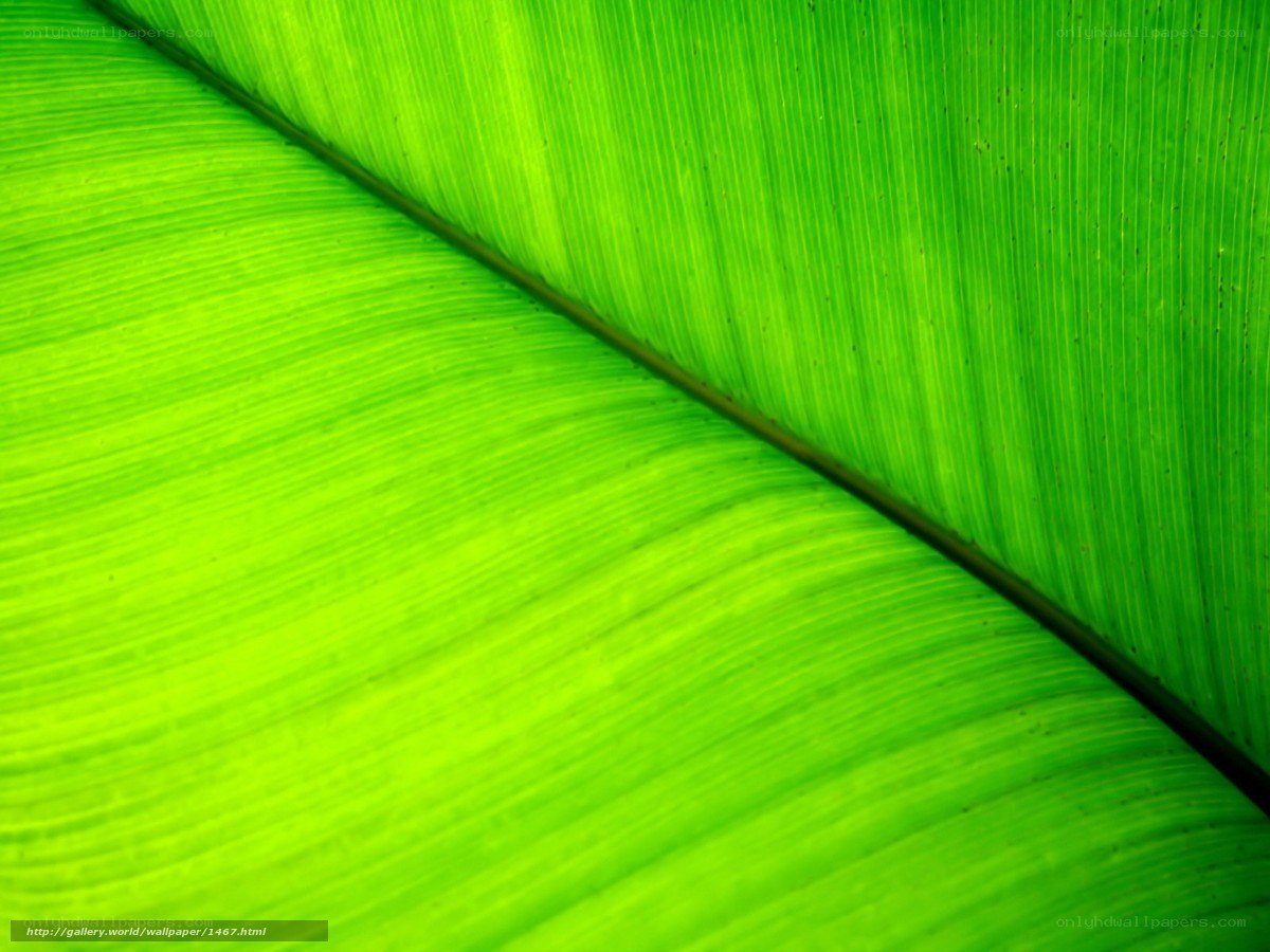 Close-up of green leaf texture
