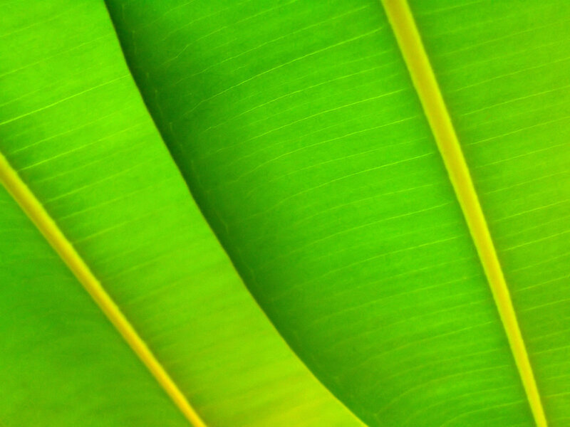 Close-up of green leaf veins