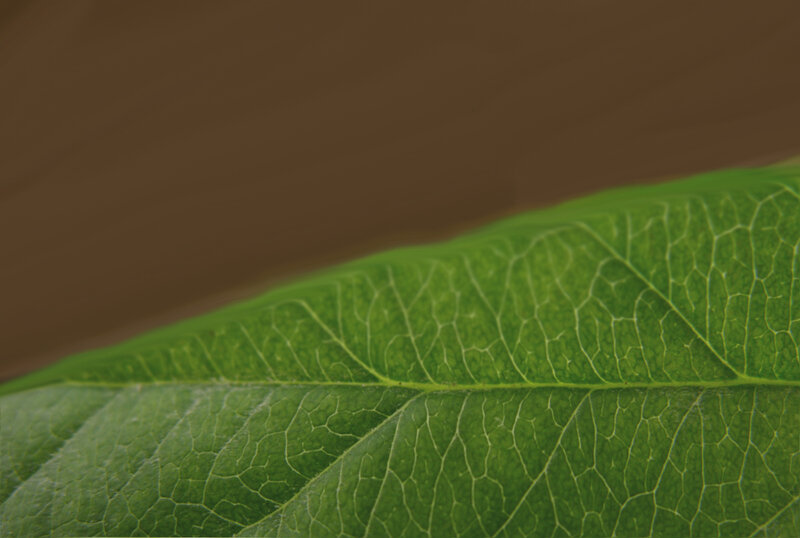 close-up of green leaf veins