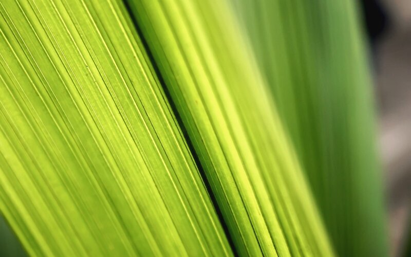 close-up of green leaf veins
