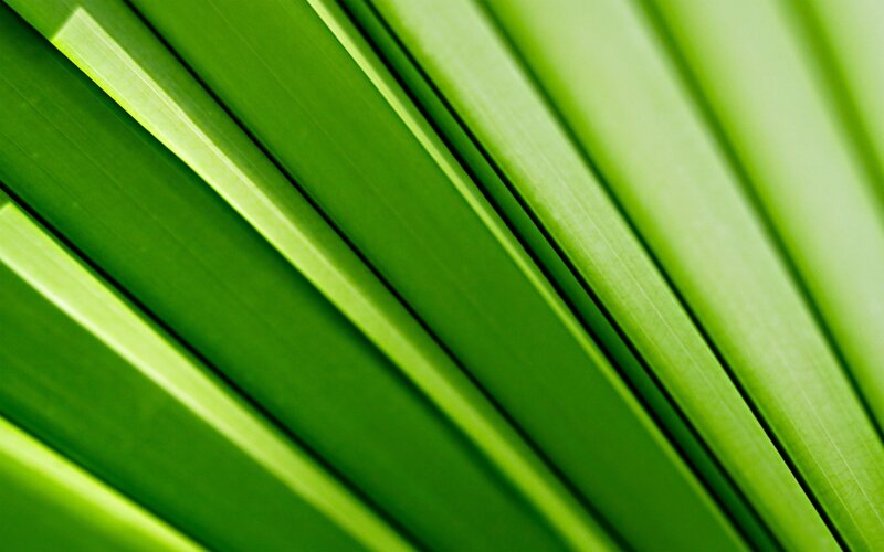 Close-up of green leaf veins