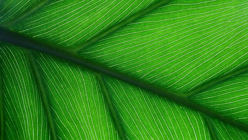 close-up of green leaf veins
