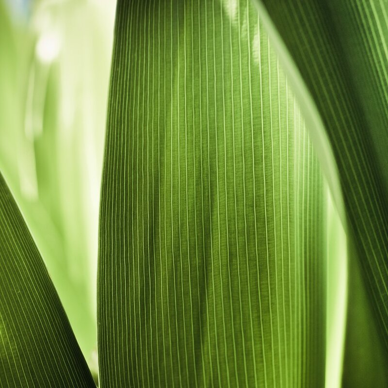 Close-up of green leaf veins