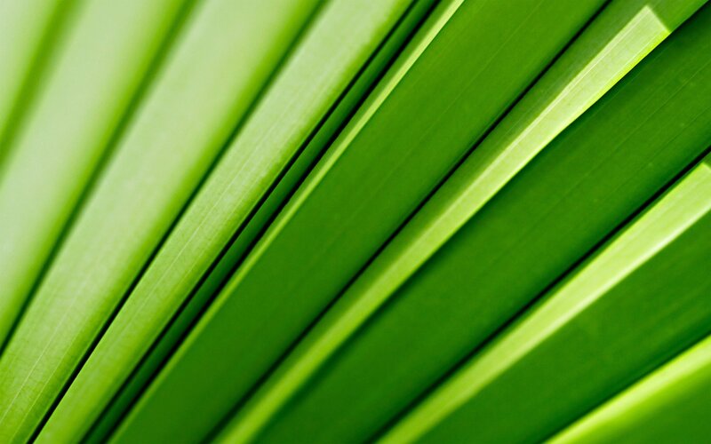 Close-up of green leaf veins