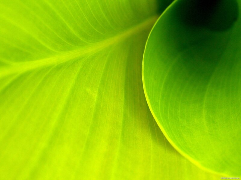 Close-up of green leaf veins