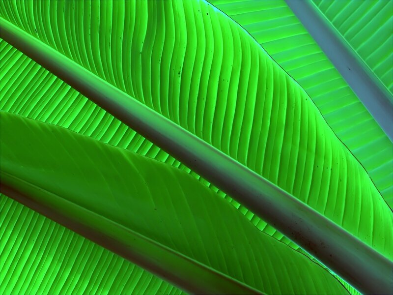 Close-up of green leaf veins