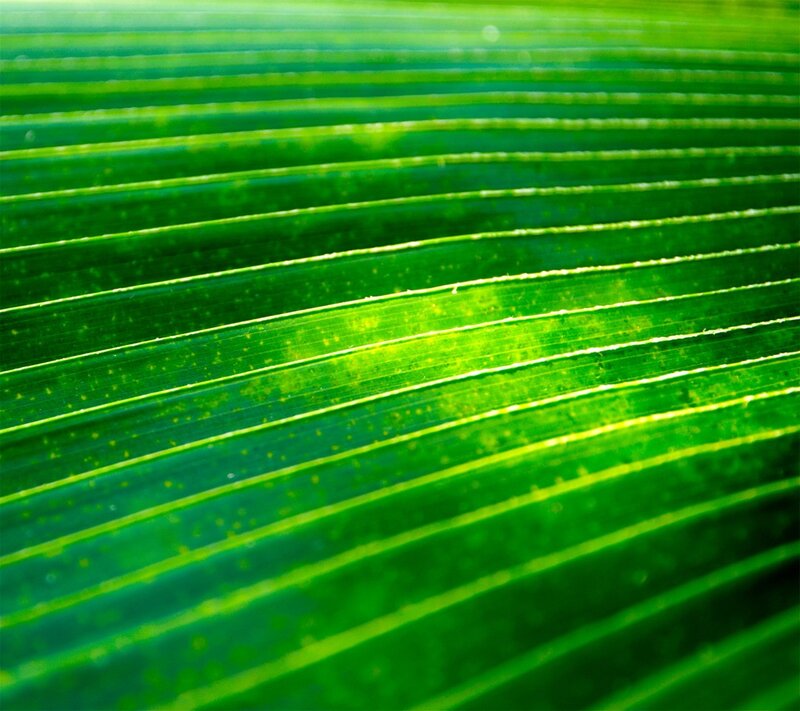 Close-up of green leaf veins