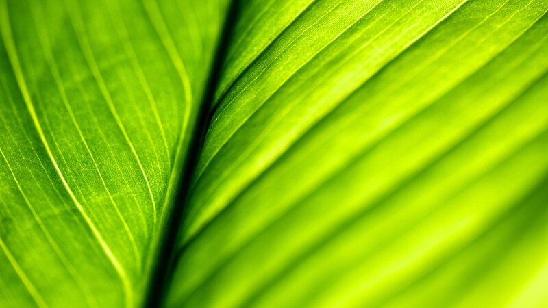 Close-up of green leaf veins