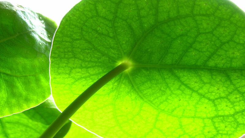 Close-up of green leaf veins