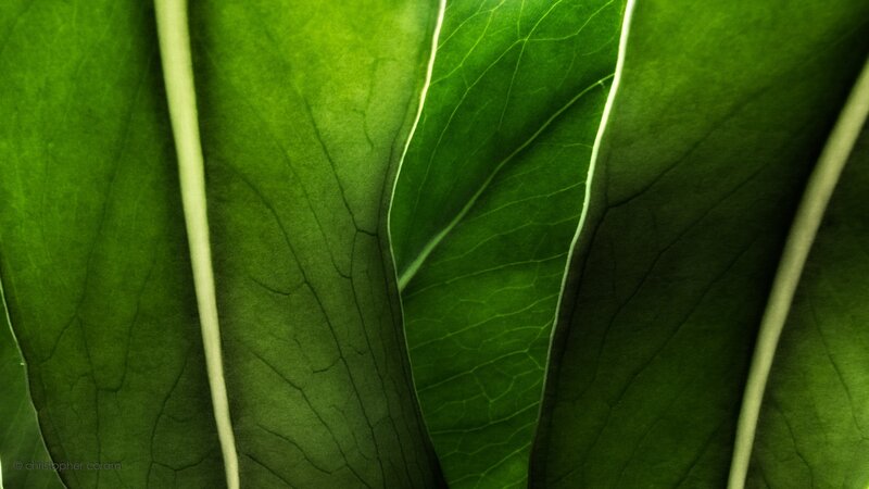 Close-up of green leaf veins