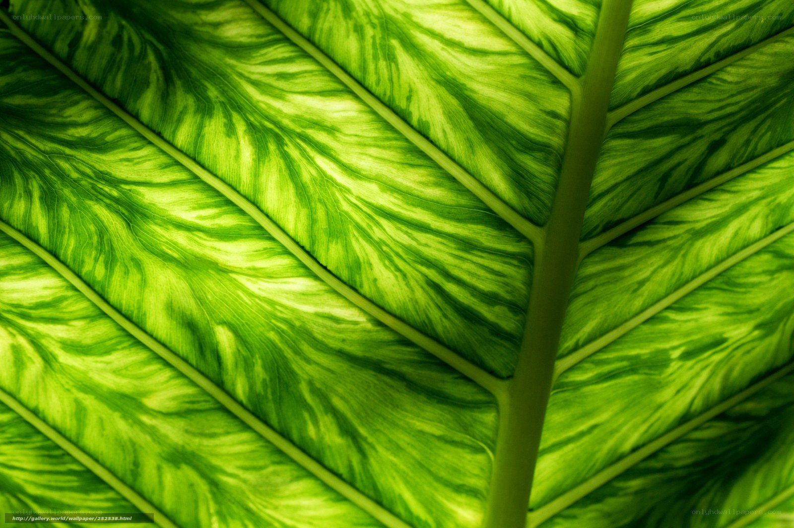 close-up of green leaf veins