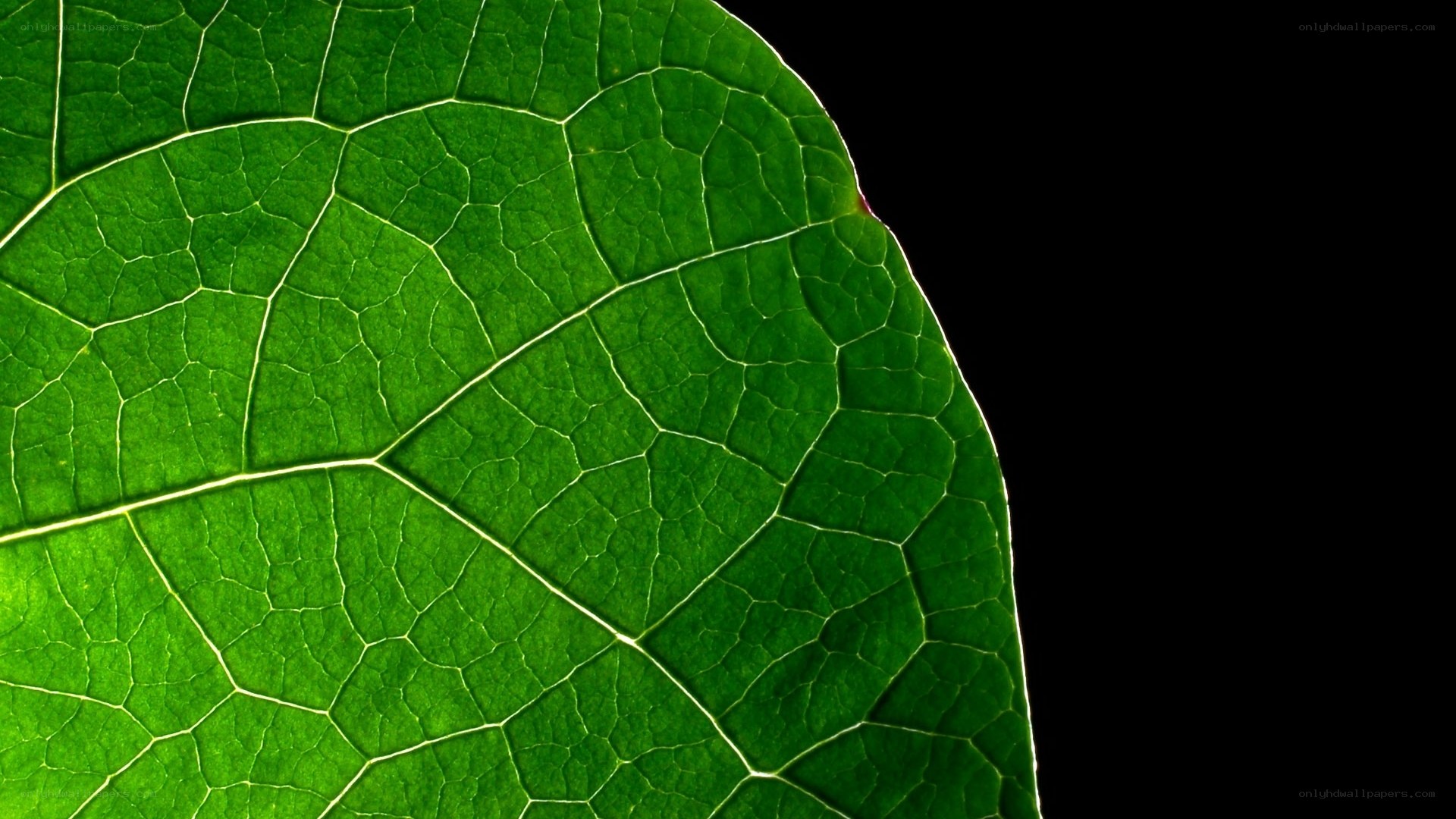 close-up of green leaf veins
