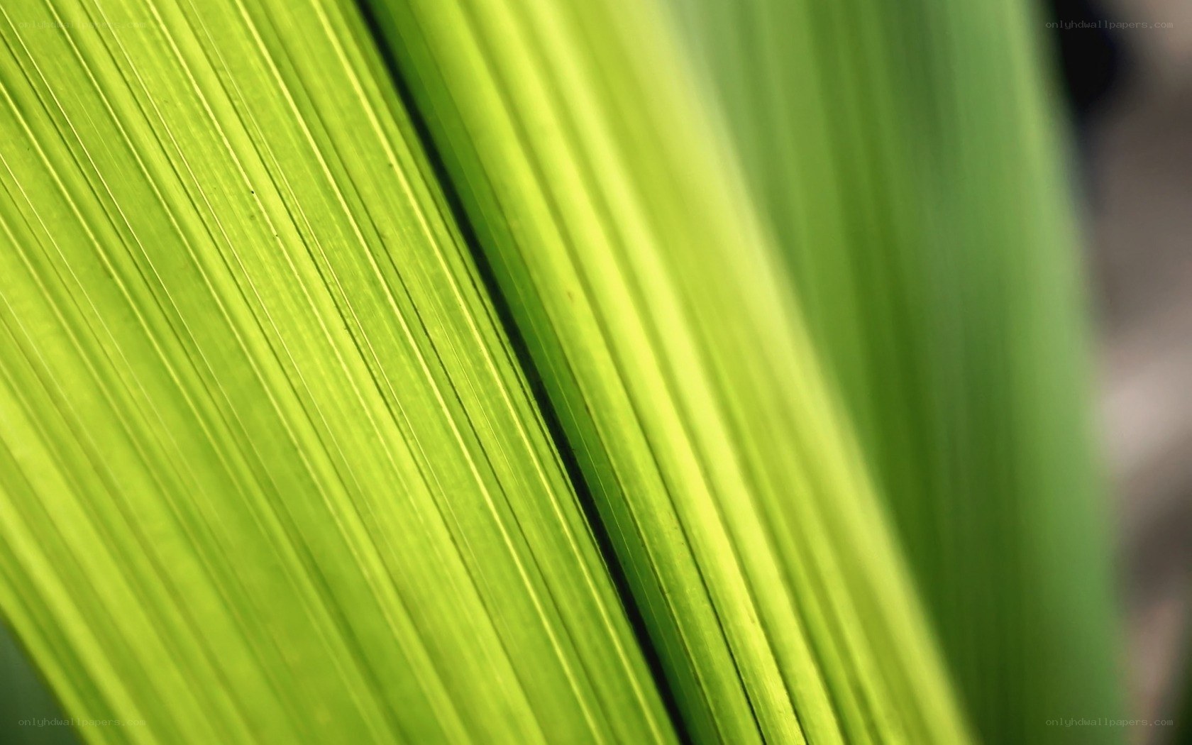 close-up of green leaf veins