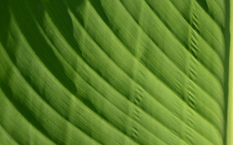 close-up of green leaf veins