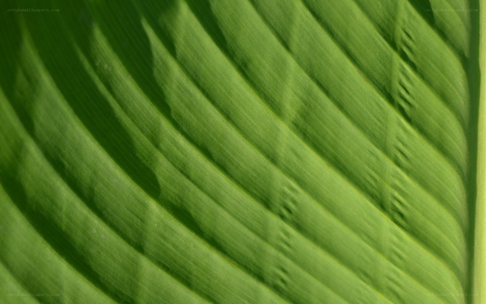 close-up of green leaf veins
