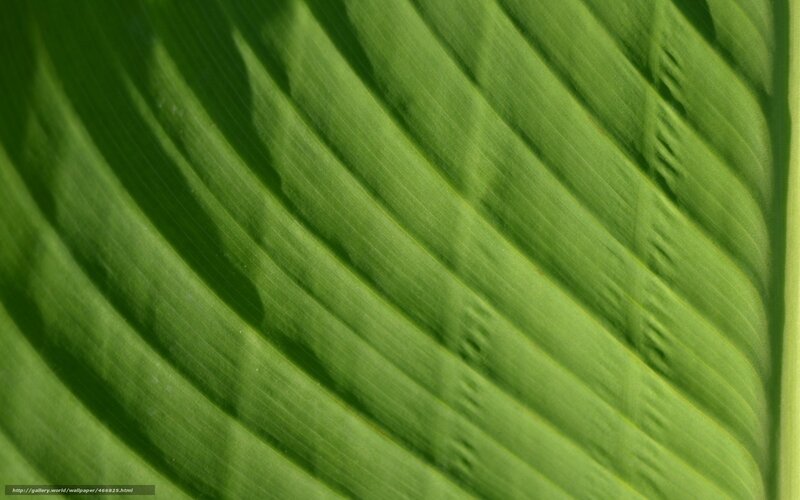 Close-up of green leaf veins