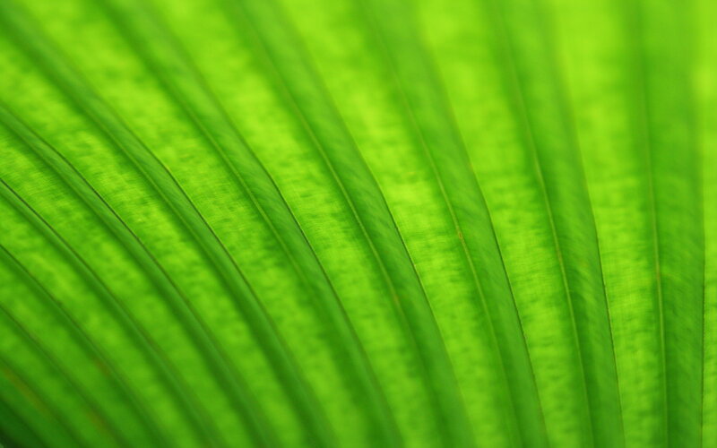 Close-up of green leaf veins