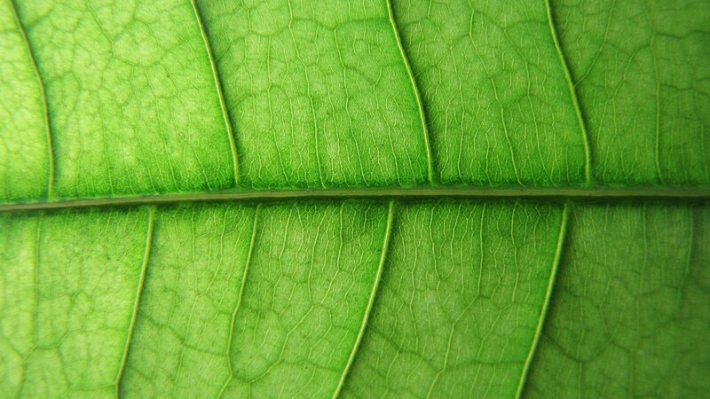 close-up of green leaf veins