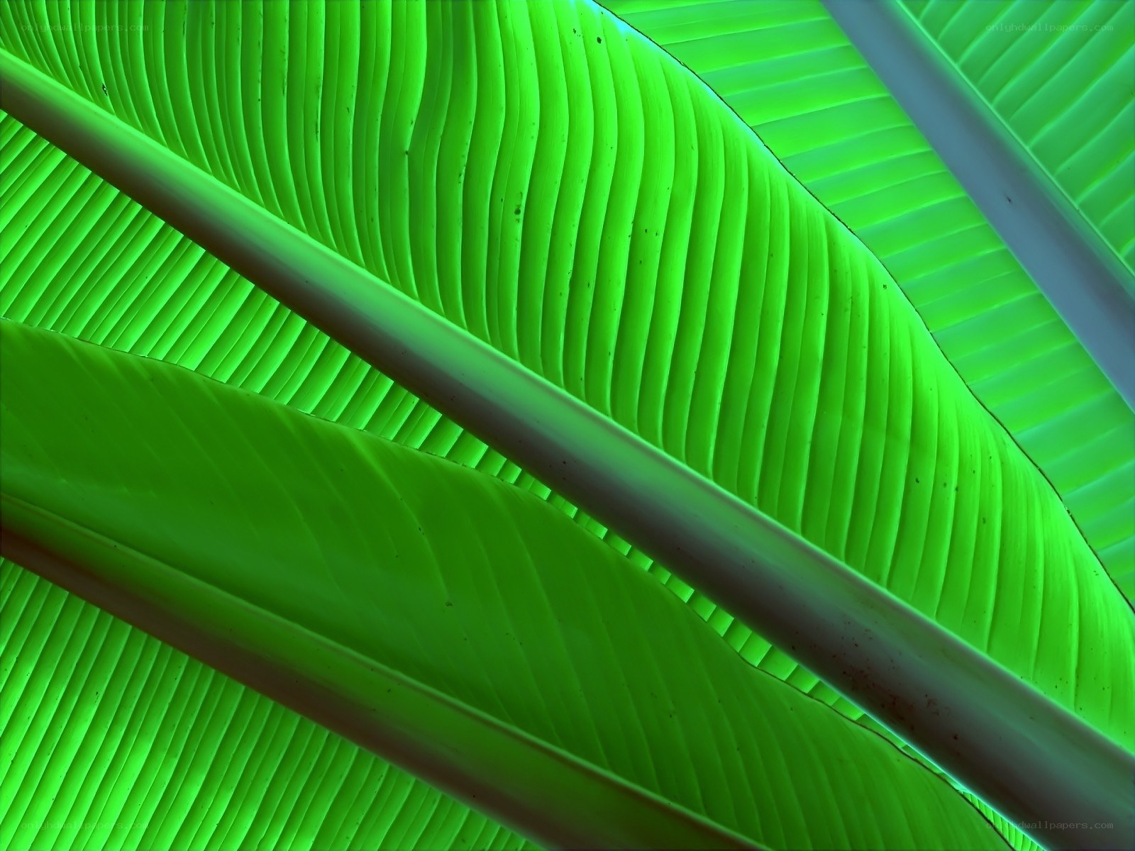 Close-up of green leaf veins