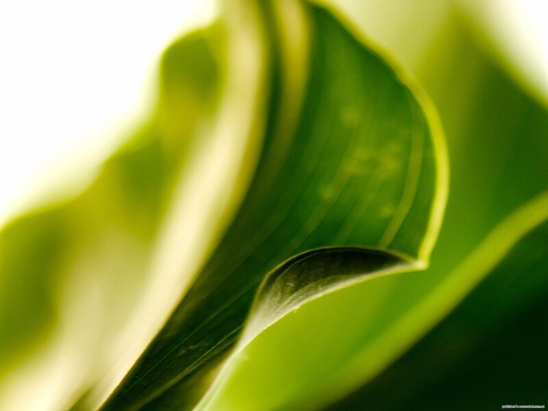 Close-up of Green Leaf — White