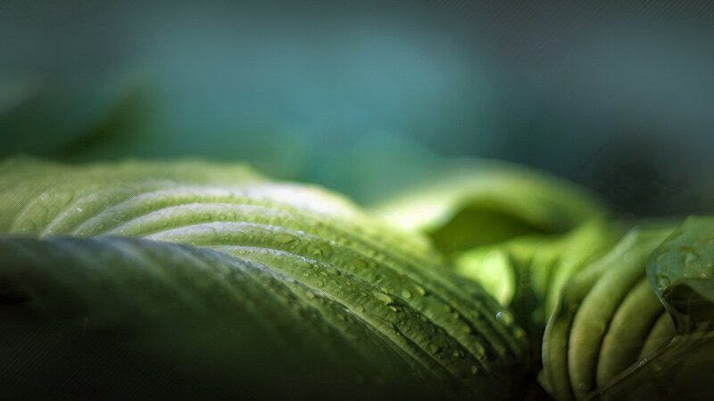 Close-up of green leaf with water droplets