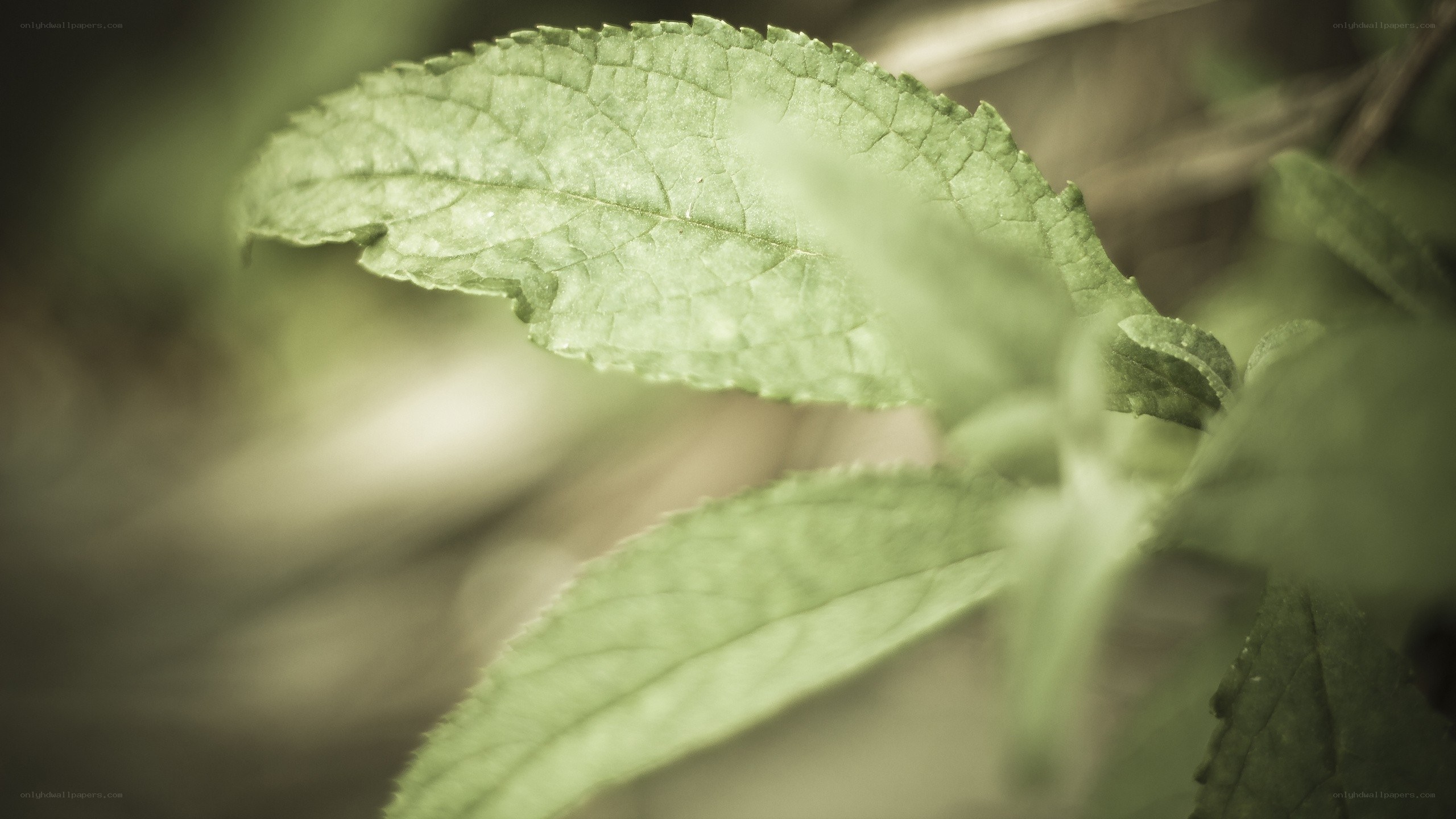 close-up of green leaf