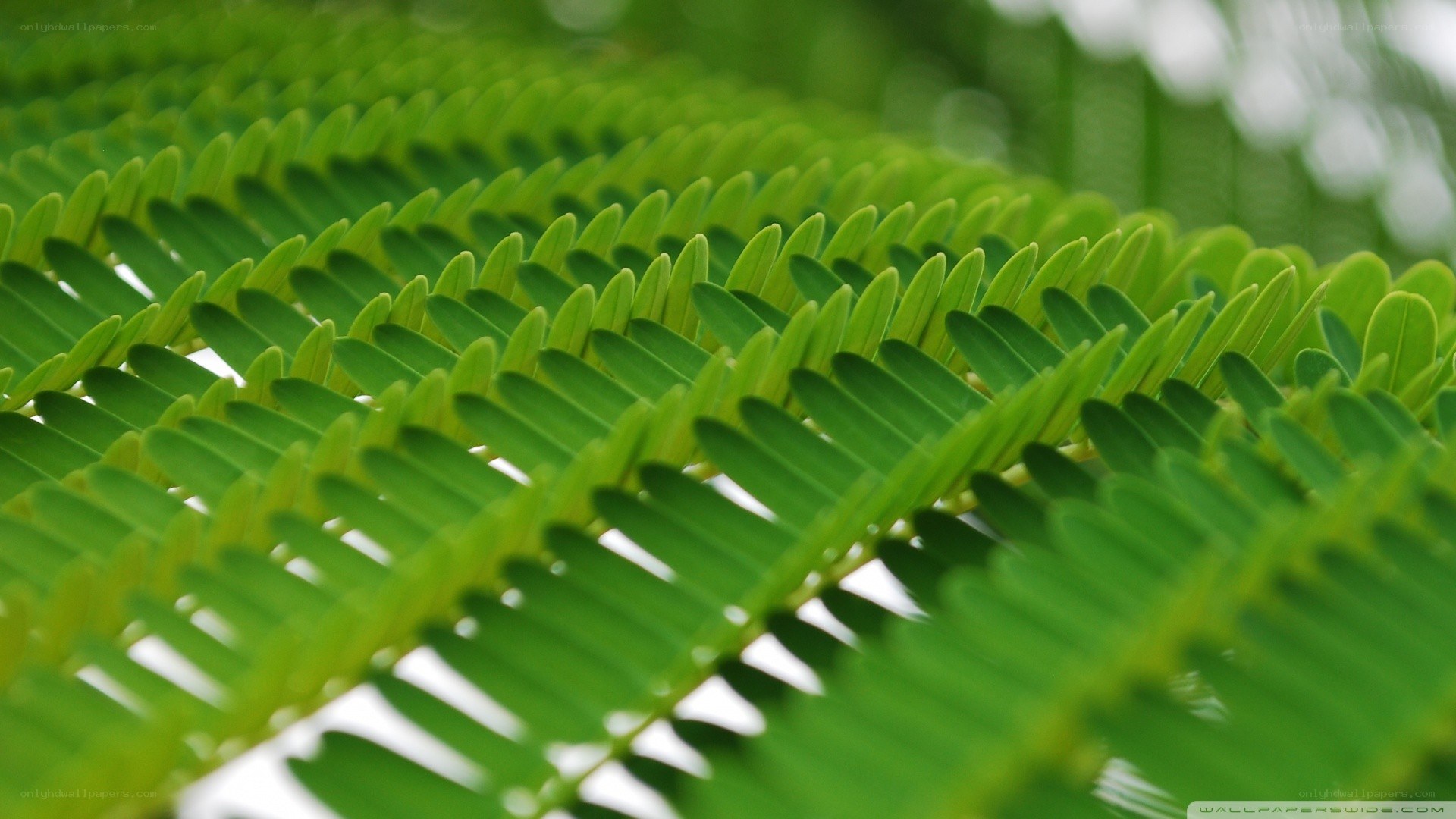 Close-up of green leaflets