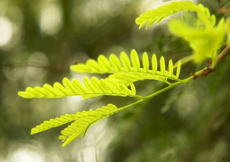Close-up of green leafy branch