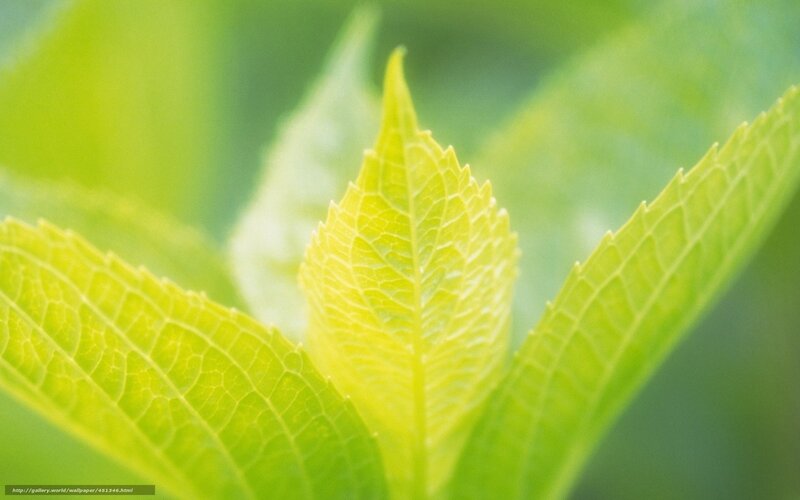 Close-up of green leaves