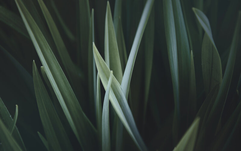 Close-up of green leaves
