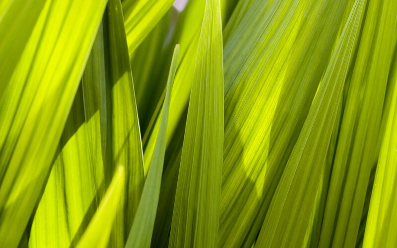 Close-up of green leaves