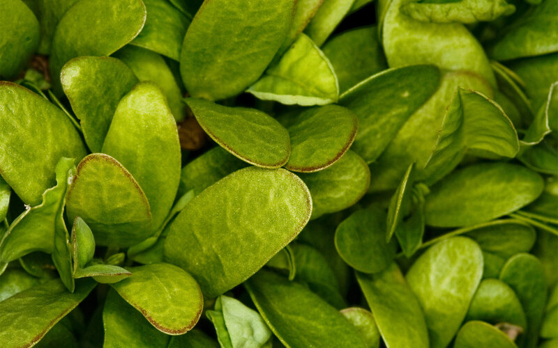 close-up of green leaves
