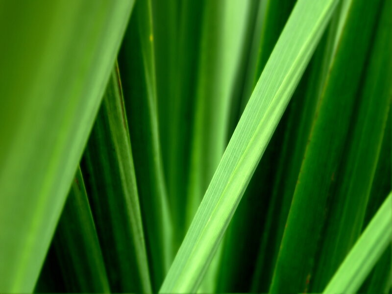 Close-up of green leaves