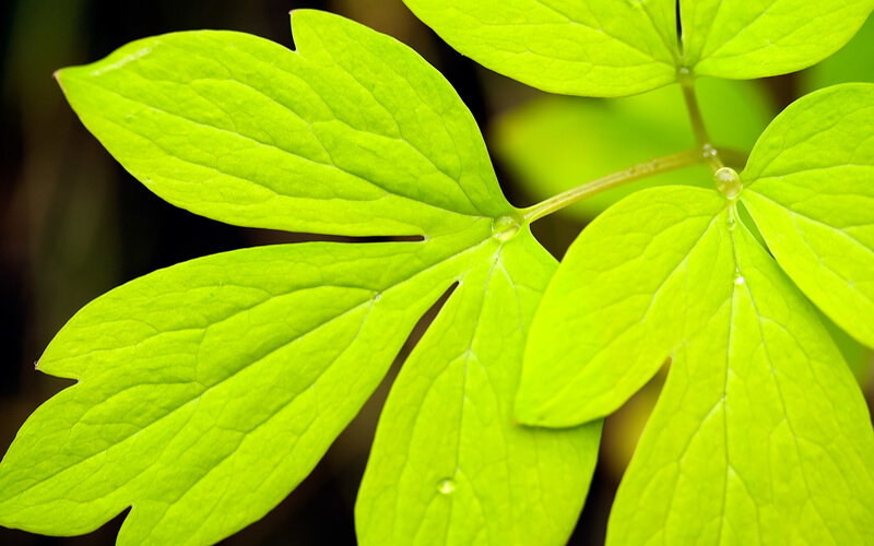Close-up of green leaves