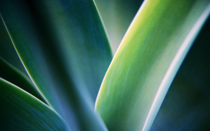Close-up of green leaves