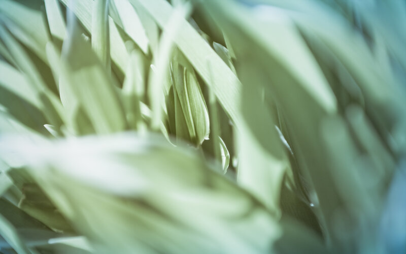 Close-up of green leaves