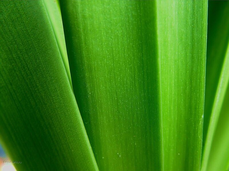Close-up of green leaves