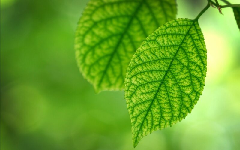 Close-up of green leaves